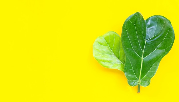 Foto ficus lyrate hojas sobre fondo amarillo.