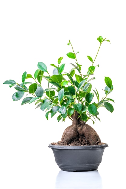 Ficus microcarpa. Planta verde ornamental para o interior de casa, cultivada em uma panela, isolada no fundo branco. Fechar-se.