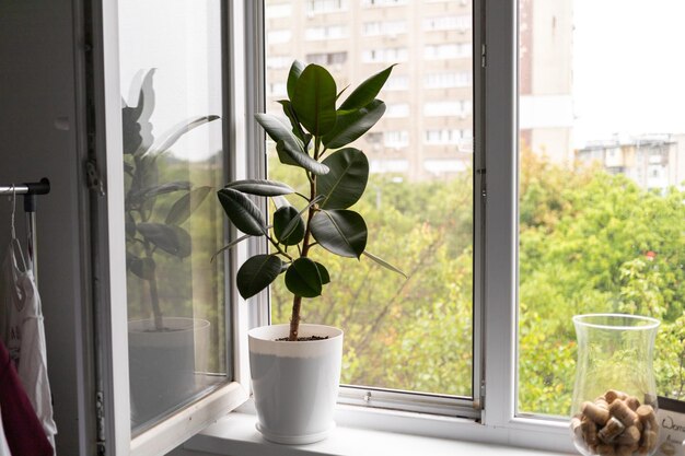 Ficus mit großen Blättern steht im Raum