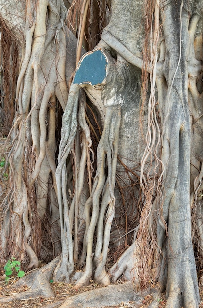 Ficus mit vielen Wurzeln draußen