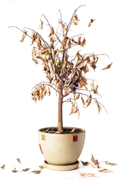 Ficus murcho benjamin isolado no fundo branco