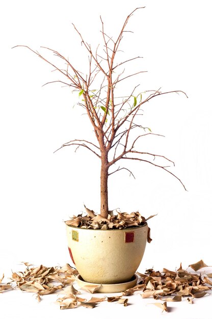 Ficus murcho benjamin isolado no fundo branco