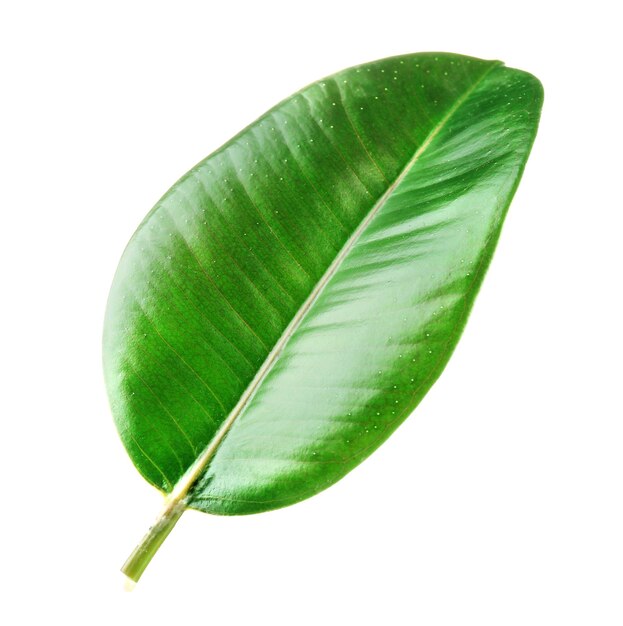 Ficus o planta de caucho aislado en blanco
