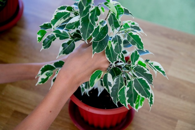 Ficus-Pflanze