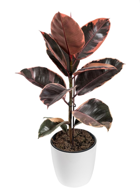 Ficus planta crescendo no fundo branco