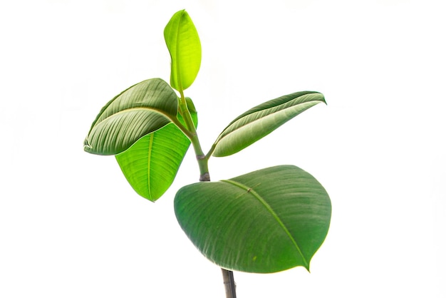 ficus planta de interior grandes hojas verdes flor de interior de hoja perenne en una maceta en el espacio de copia de la mesa