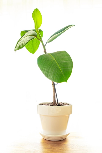 ficus planta de interior grandes hojas verdes flor de interior de hoja perenne en una maceta en el espacio de copia de la mesa