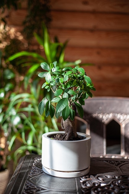 Ficus planta de interior en una maceta blanca ficus árbol una planta de interior se encuentra en una mesa de metal forjado bajo el sol brillante ...