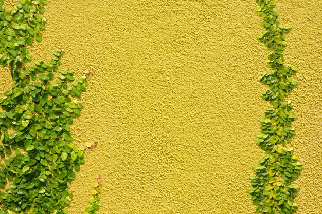 Ficus pumila auf gelber Wand klettern