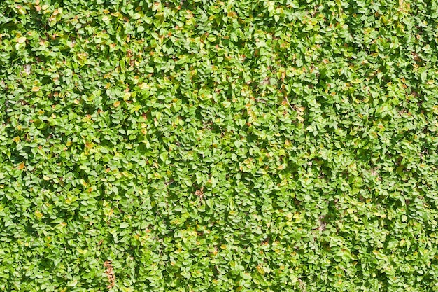 Ficus Pumila lässt Wandhintergrund