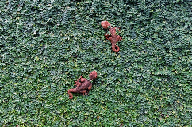 Foto ficus pumila o higo trepador cubre las paredes y está decorado con dos estatuas de gecos