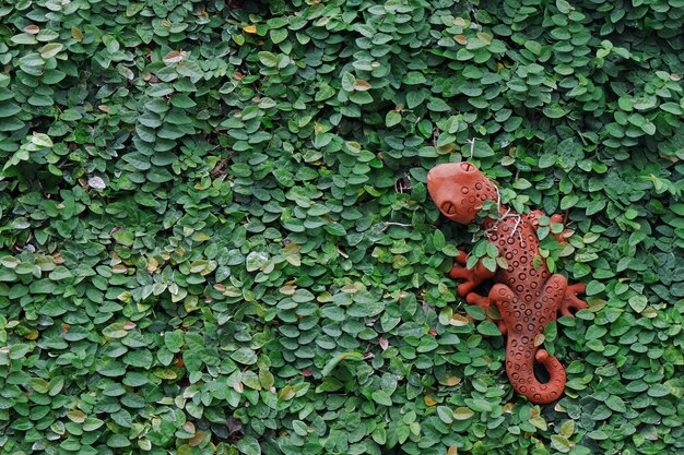 Foto ficus pumila ou figo escalador cobre as paredes e decorado com estátua de geco