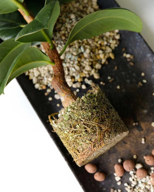 Ficus con raíces en el suelo Trasplantar a maceta de barro en el interior Cuidado de las plantas