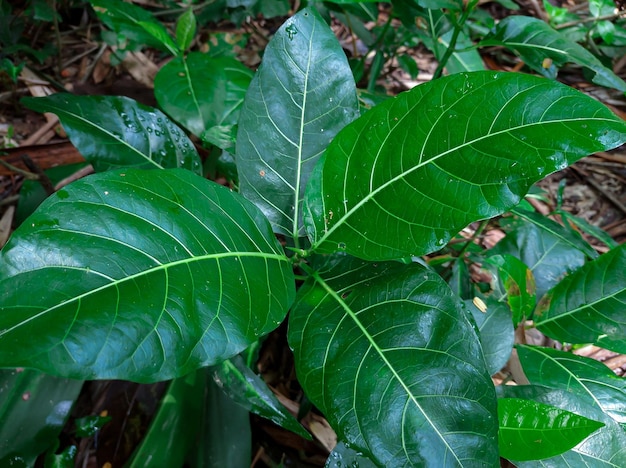 Ficus Septica o la planta Awar awar crece en el monte