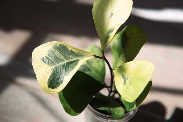 Ficus triangularis Kokoscremesorte in einem Glas zur Transplantation Nahaufnahme Blatt auf der Fensterbank bei hellem Sonnenlicht mit Schatten Topfpflanzen grüne Wohnkultur Pflege und Anbau