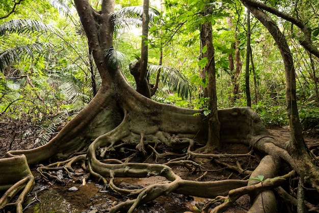 Ficus Variegata Blume con sus raíces que parecen patas de dragón y detrás con su exuberante vegetación natural