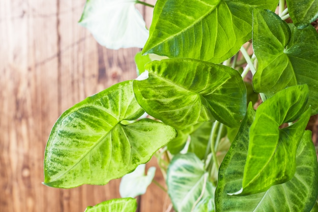 Ficus verdes hojas en una pared de madera