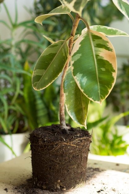 Ficuswurzel auf dem Tisch vor dem Umtopfen