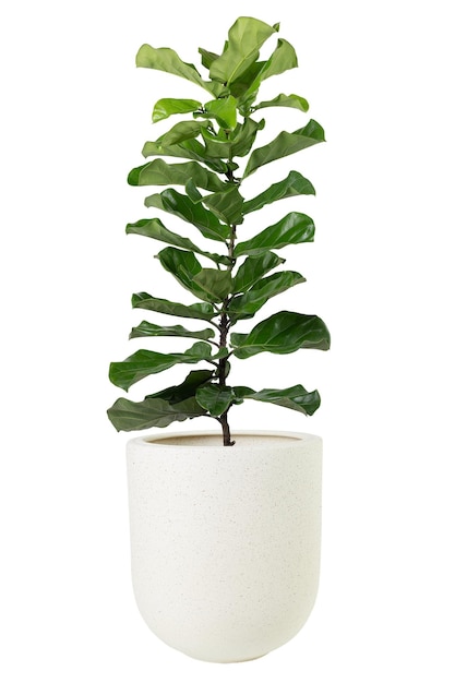 Fiddle folha de figueira png planta de maquete em uma panela