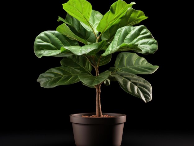 Fiddle Leaf Fig Ficus lyrata Studio Shot isolado em fundo claro IA generativa