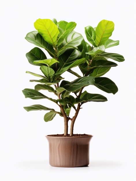 Fiddle Leaf Fig Ficus lyrata Studio Shot isolado em fundo claro IA generativa