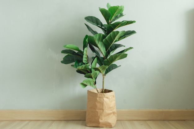 Fiddle Leaf Fig planta de hojas grandes con maceta de papel en la habitación de un apartamento.