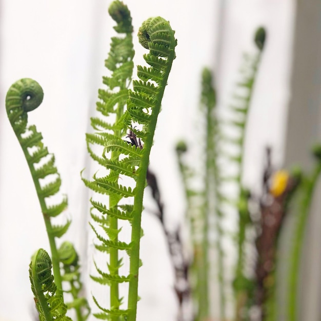 Fiddlehead Farn