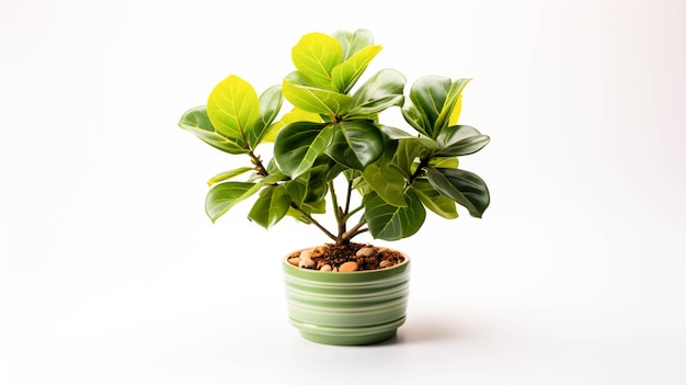 FiddleLeaf Fig em uma panela em fundo branco