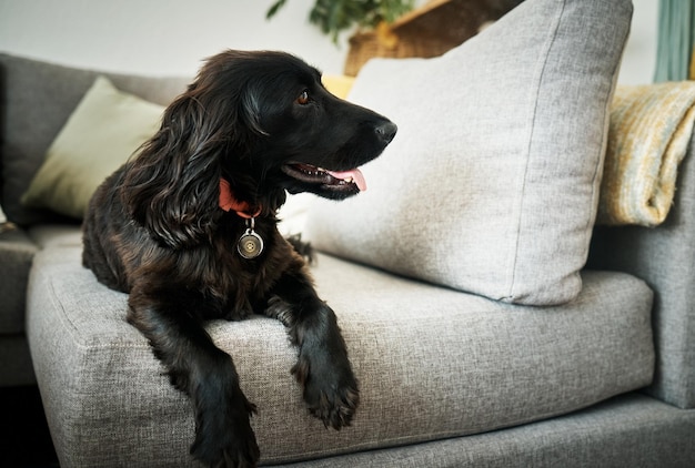 Fidelidad relajada y un perro en un sofá en la sala de su casa como mascota doméstica o compañero Sofá lounge y un lindo cocker spaniel esperando en una casa con confianza mientras está acostado en los muebles