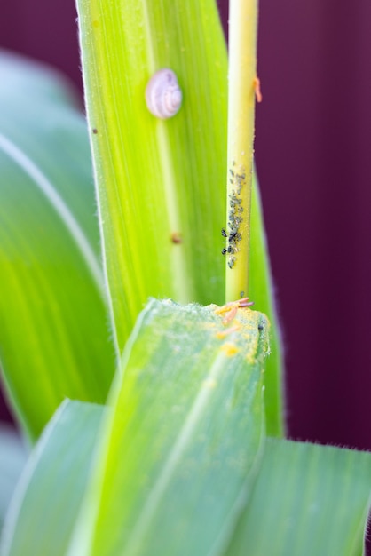 Áfidos y hormigas en un tallo de maíz en el jardín Control de plagas de jardín exterminio de insectos