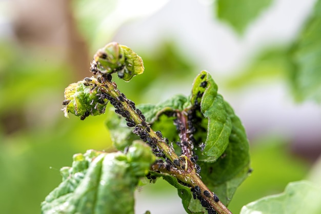 Áfidos, mosca negra, frijol negro en las hojas Cerca de una planta cubierta con una plaga negra de insectos