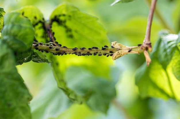 Áfidos, mosca negra, frijol negro en las hojas Cerca de una planta cubierta con una plaga negra de insectos