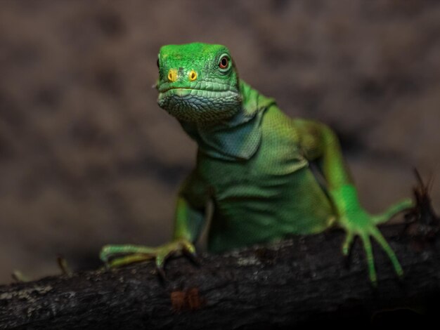 Fidschi gebänderter Leguan