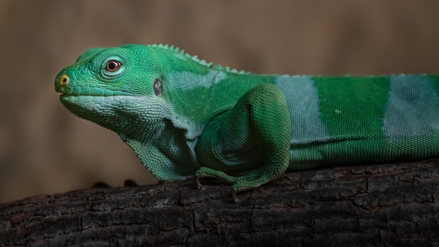 Fidschi gebänderter Leguan