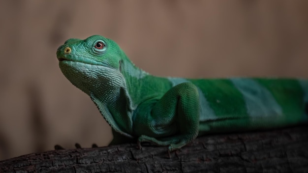 Fidschi gebänderter Leguan