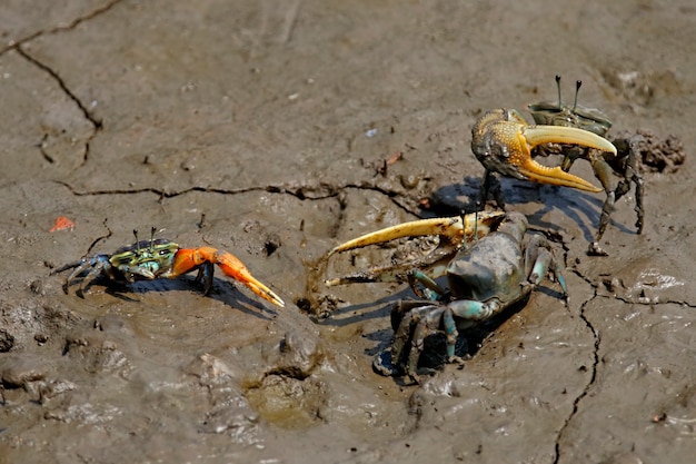 Fiedlerkrebse kämpfen auf dem Schlamm