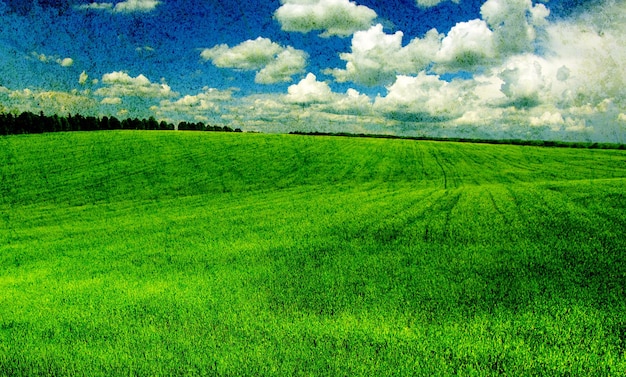 Field