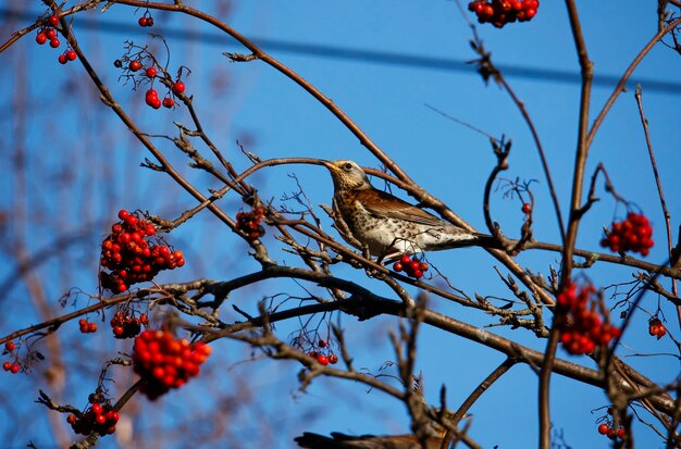 Fieldfare banqueteando-se com bagas de sorveira