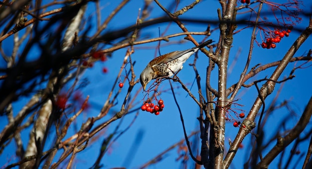 Fieldfare banqueteando-se com bagas de sorveira