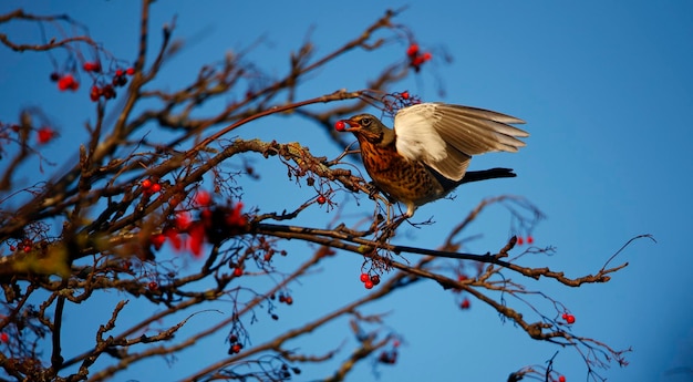 Fieldfare banqueteando-se com bagas de sorveira