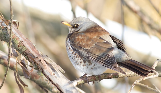 Fieldfare, closeup retrato sentado em um galho