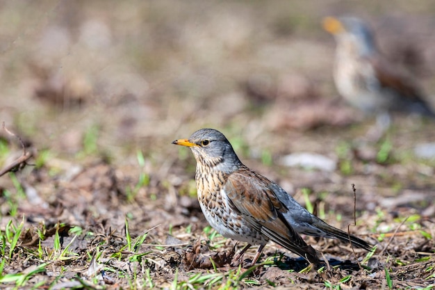 El fieldfare es un miembro de la familia de los zorzales Turdidae