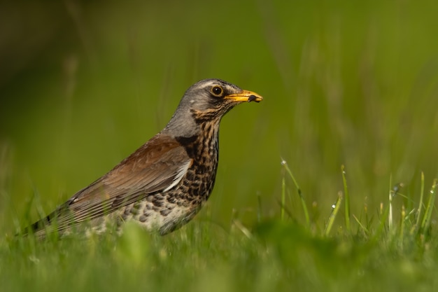 Fieldfare sentado y alimentándose en la hierba