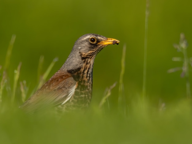 Fieldfare sitzen und füttern im Gras