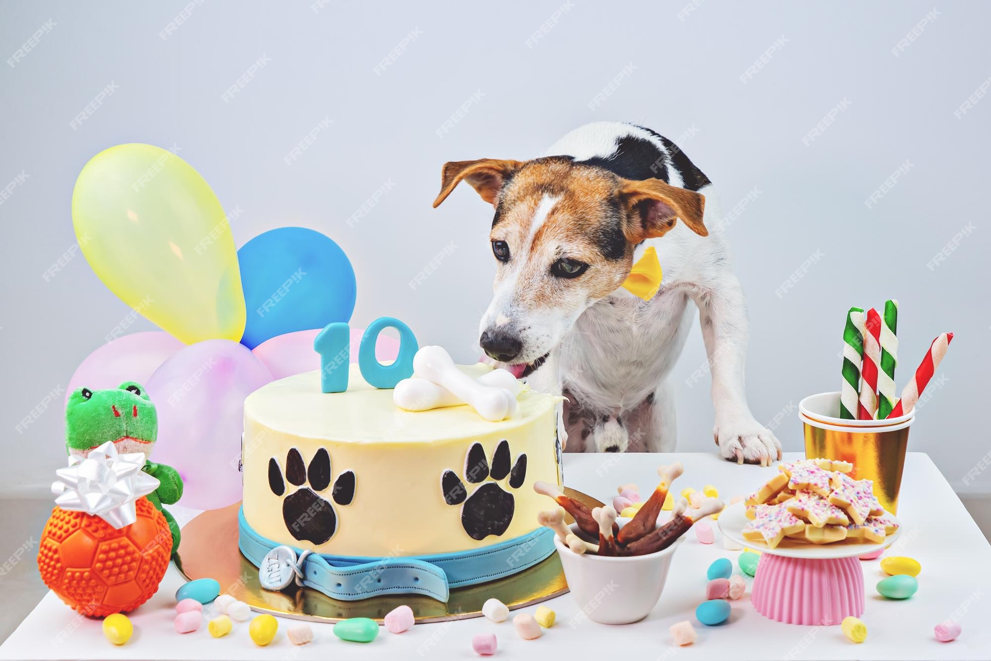 Fiesta de cumpleaños de perros pastel de cumpleaños del día del hueso y  lindo perro con cupcake y golosinas para celebrar el décimo cumpleaños  happy barkday | Foto Premium