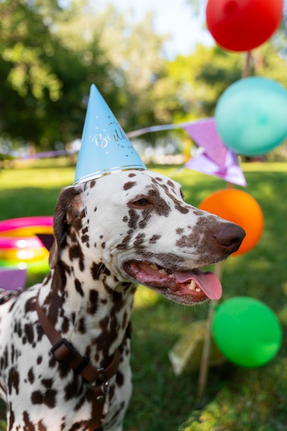 Foto fiesta de cumpleaños en la piscina para perros