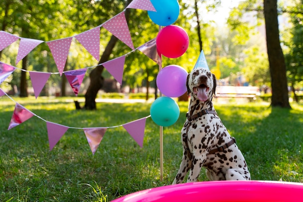 Foto fiesta de cumpleaños en la piscina para perros