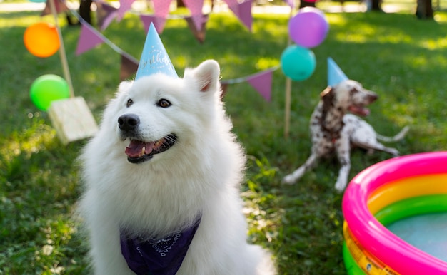 Fiesta de cumpleaños en la piscina para perros