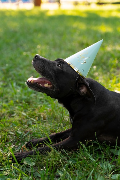Foto fiesta de cumpleaños en la piscina para perros