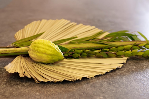 Fiesta judía de Sukkot Símbolos tradicionales Las cuatro especies Etrog citron lulav palm branch hadas myrtle arava willow